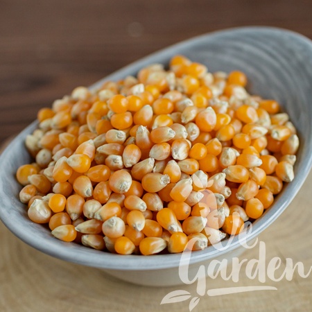 Кукуруза Сушеная для попкорна фото