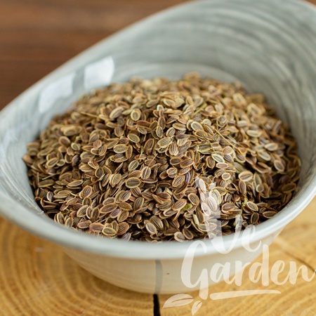 Семена укропа фото