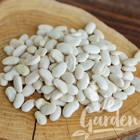 Фасоль Белая фото