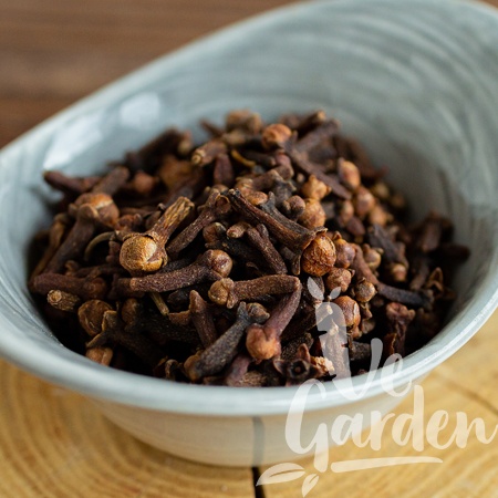 Гвоздика фото