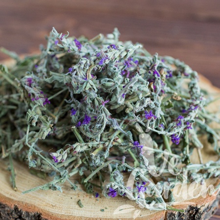 Шалфей фото