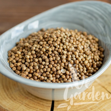 Кориандр фото